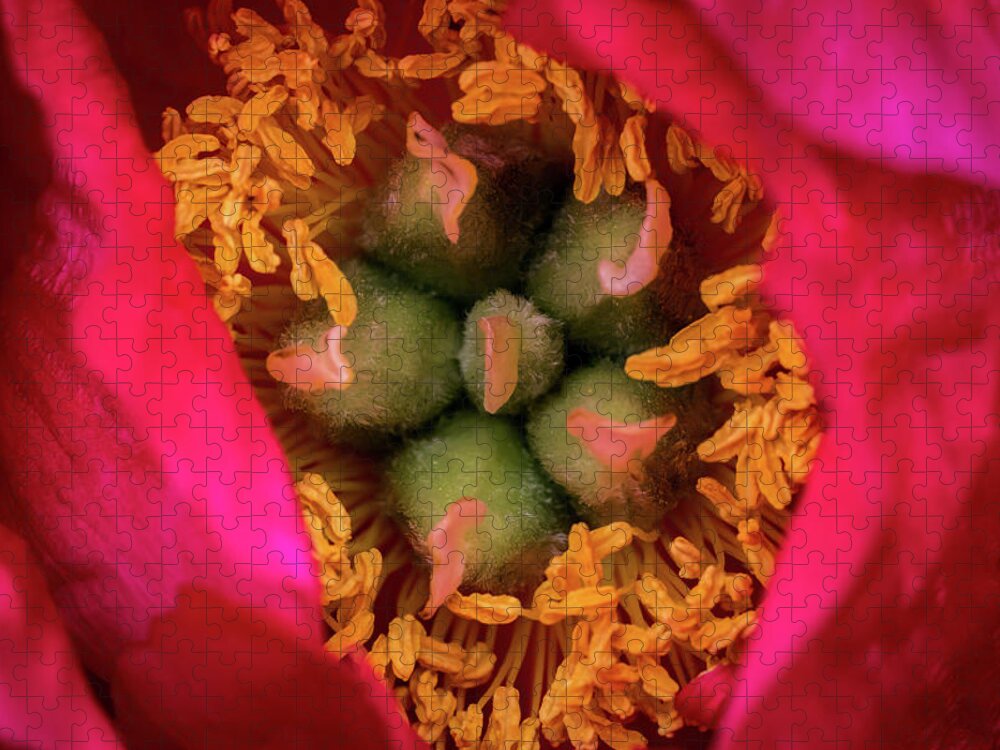 Jay Stockhaus Jigsaw Puzzle featuring the photograph Stamen and Pistils by Jay Stockhaus