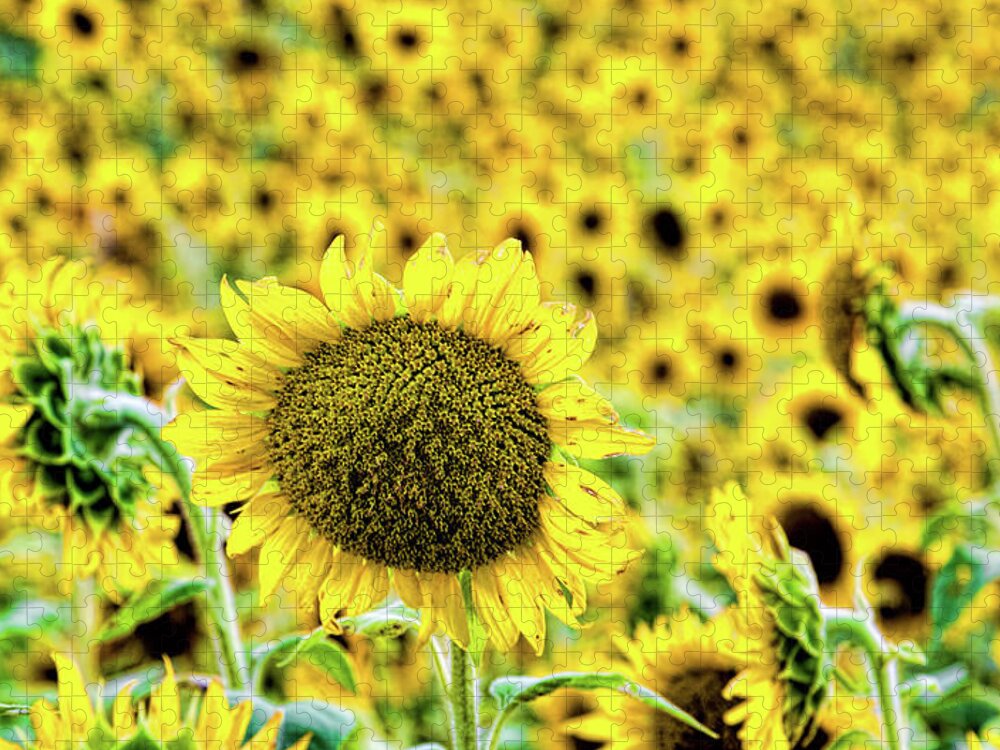 Sunflower Jigsaw Puzzle featuring the photograph Stand out in a crowd by Joe Holley