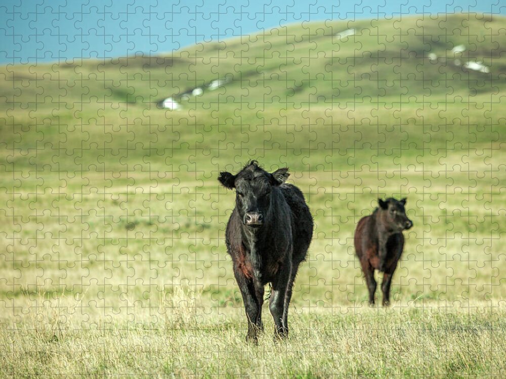 Black Angus Jigsaw Puzzle featuring the photograph Standoff by Todd Klassy