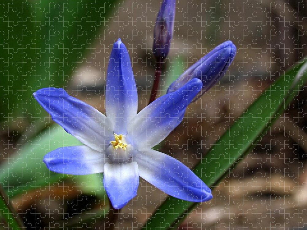 Lily Jigsaw Puzzle featuring the photograph Starflower by Juergen Roth