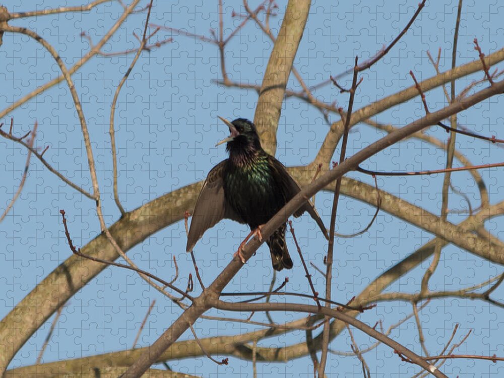 Starling Jigsaw Puzzle featuring the photograph Starling Yelling by Holden The Moment