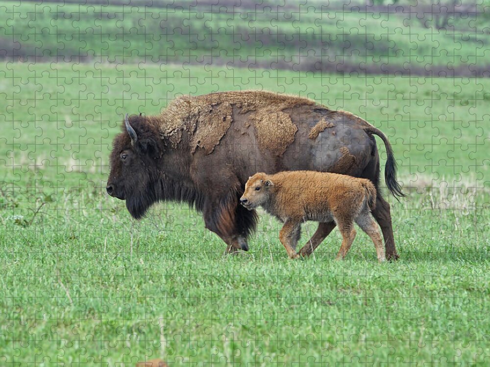 Bison Jigsaw Puzzle featuring the photograph Staying Close to Mom by Alan Hutchins