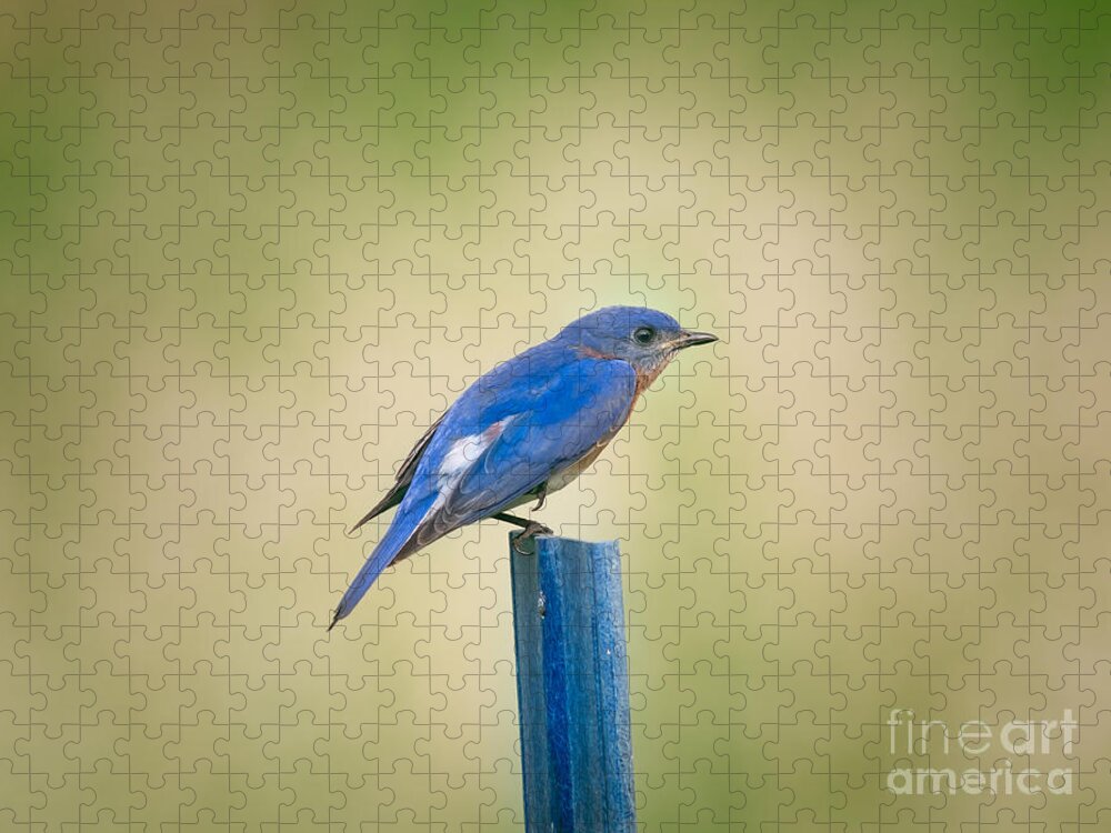 Animal Jigsaw Puzzle featuring the photograph Stealthy Bluebird by Robert Frederick
