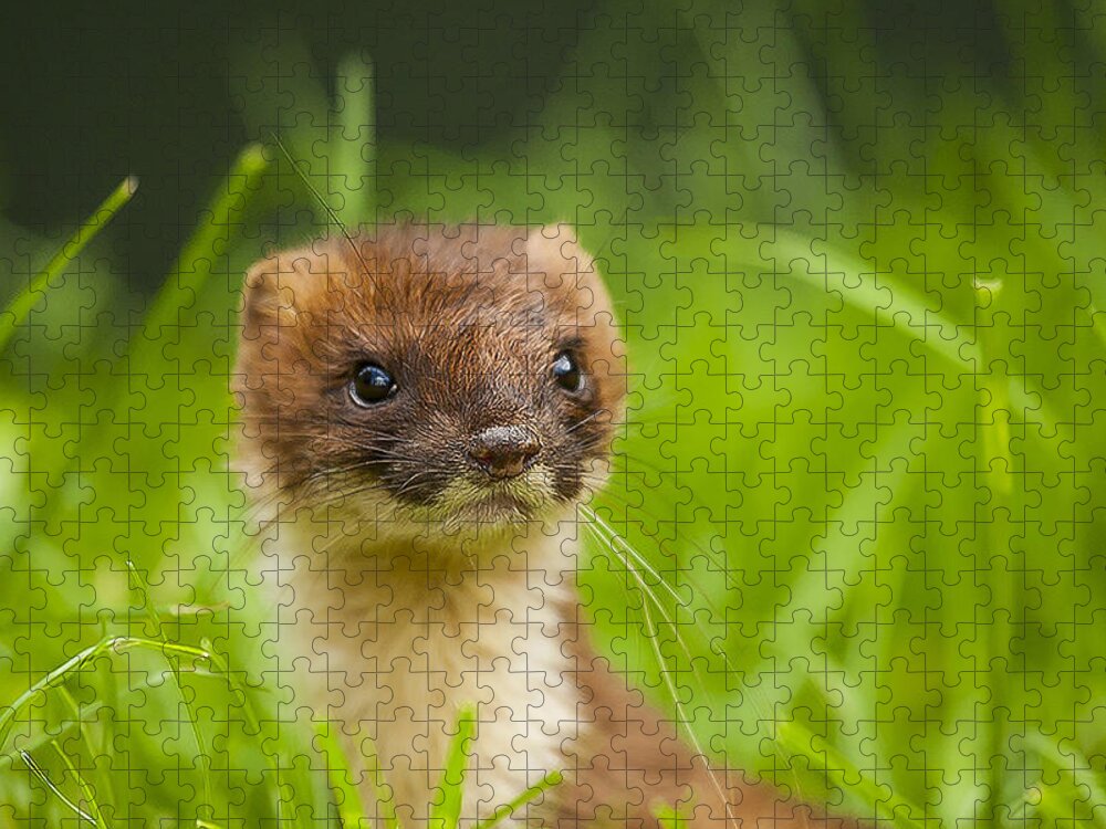 Stoat Jigsaw Puzzle featuring the photograph Stoat portrait by Paul Neville