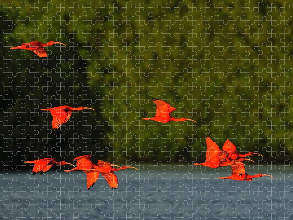 Scarlet Ibis Jigsaw Puzzle featuring the photograph Stop Lights by Tony Beck