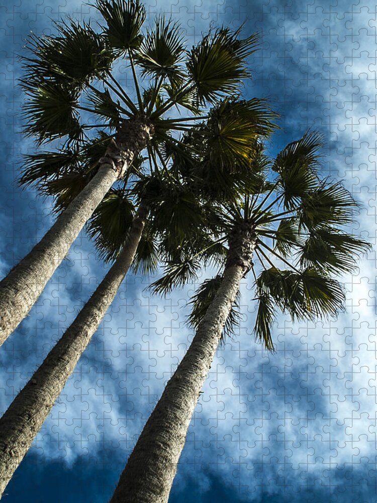 Palm Jigsaw Puzzle featuring the photograph Stormy Palms 1 by David Smith