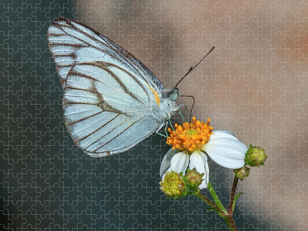 Nature Jigsaw Puzzle featuring the photograph Striped Albatross Butterfly DTHN0209 by Gerry Gantt