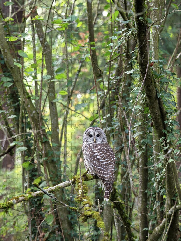 Barred Owl Jigsaw Puzzle featuring the photograph Strix varia Adult by Michael Russell