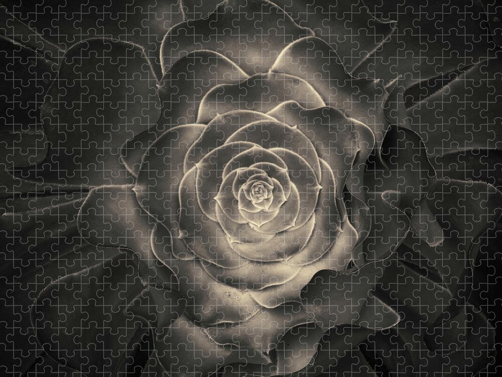 Plant Jigsaw Puzzle featuring the photograph Succulent I Toned by David Gordon