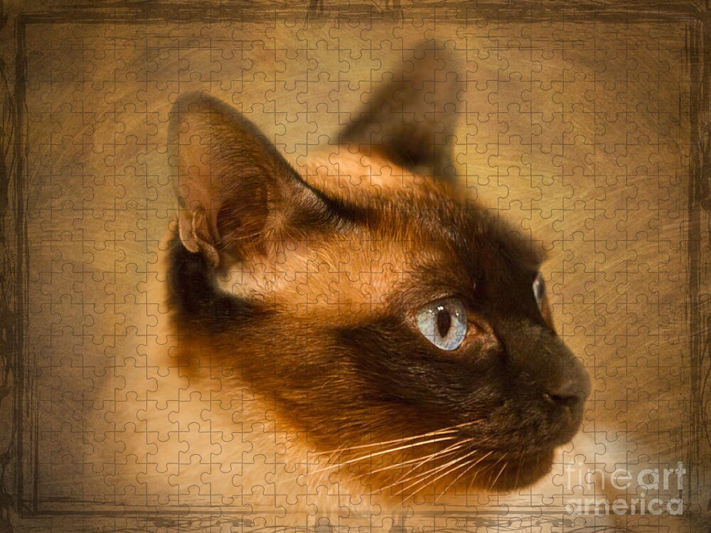 Siamese Jigsaw Puzzle featuring the photograph SUKI a beautiful Siamese Cat by Louise Heusinkveld