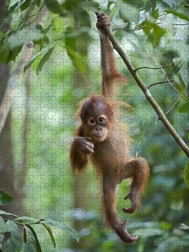 Mp Jigsaw Puzzle featuring the photograph Sumatran Orangutan Pongo Abelii One by Suzi Eszterhas