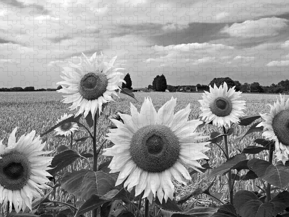 Black And White Sunflowers Jigsaw Puzzle featuring the photograph Sumertime On The Farm In Black And White by Gill Billington