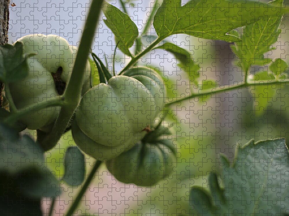 Tomato Jigsaw Puzzle featuring the photograph Summer Fruit by Rachel Morrison