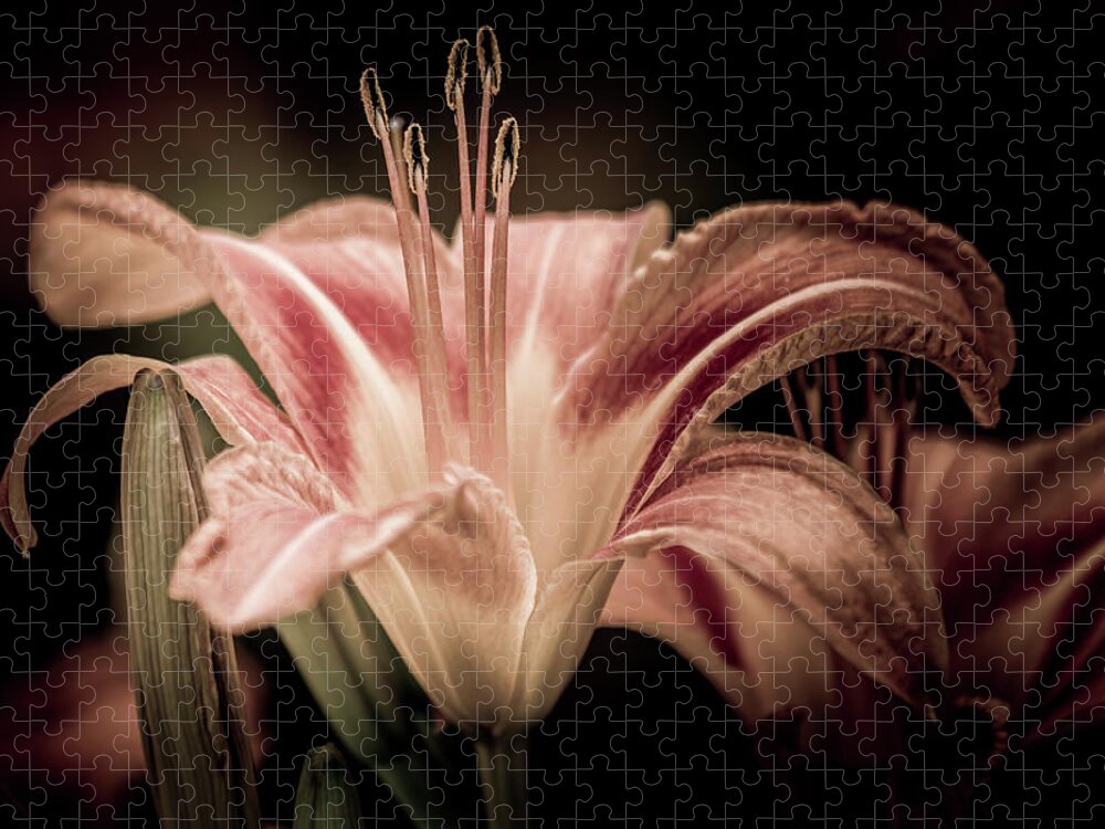 Lily Jigsaw Puzzle featuring the photograph Summer Lily by Allin Sorenson