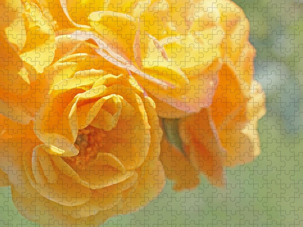 Rose Jigsaw Puzzle featuring the photograph Golden Yellow Roses in the Garden by Jennie Marie Schell
