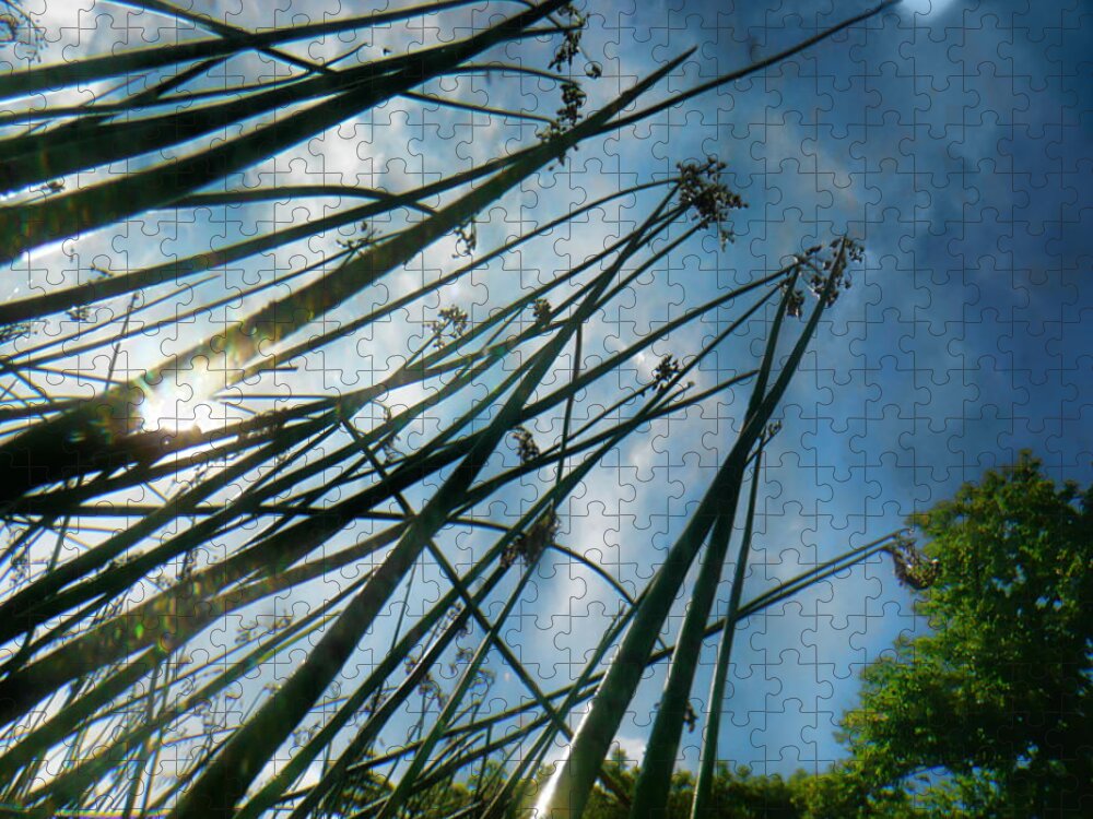 Weeds Jigsaw Puzzle featuring the photograph Summer Reeds by Tammy Wetzel