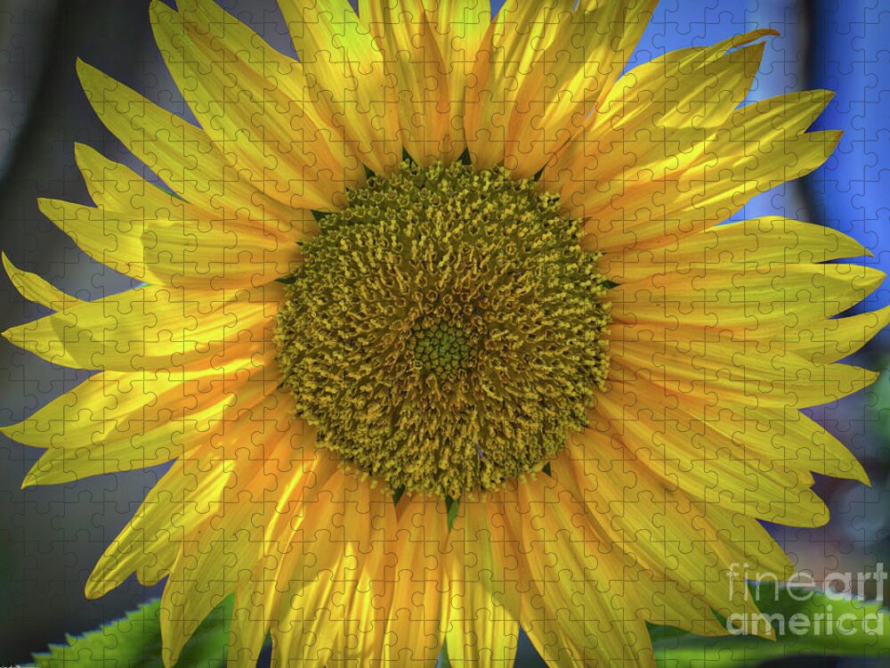 Summer Sunflower Jigsaw Puzzle featuring the photograph Summer Sunflower by Mitch Shindelbower