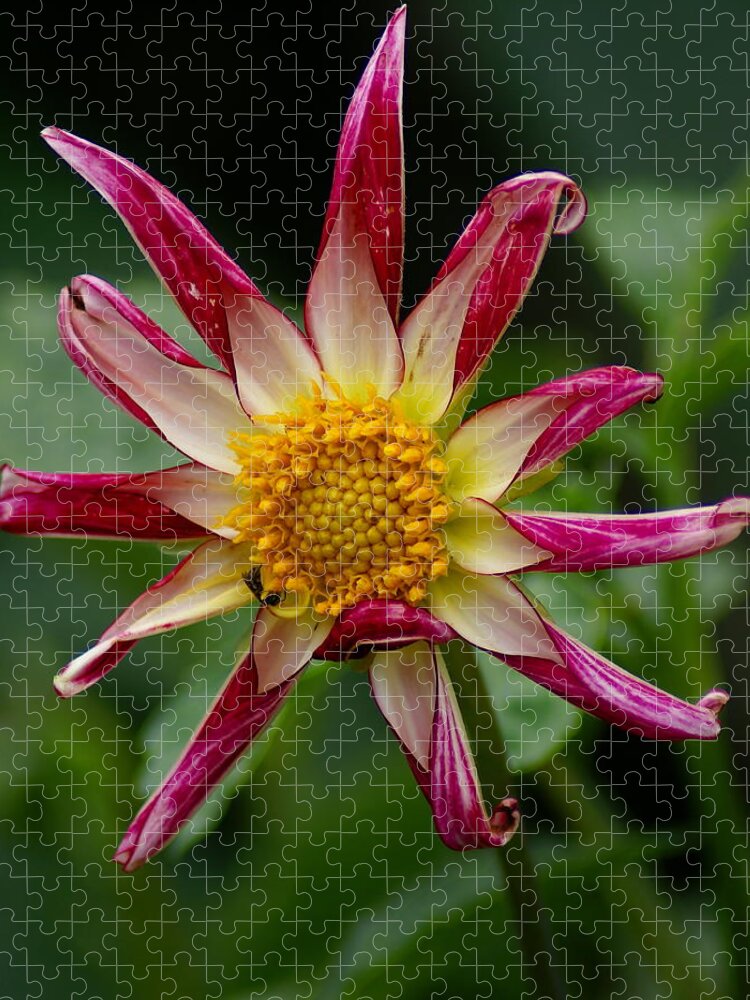 Nature Jigsaw Puzzle featuring the photograph Sunburst Peppermint by Ben Upham III
