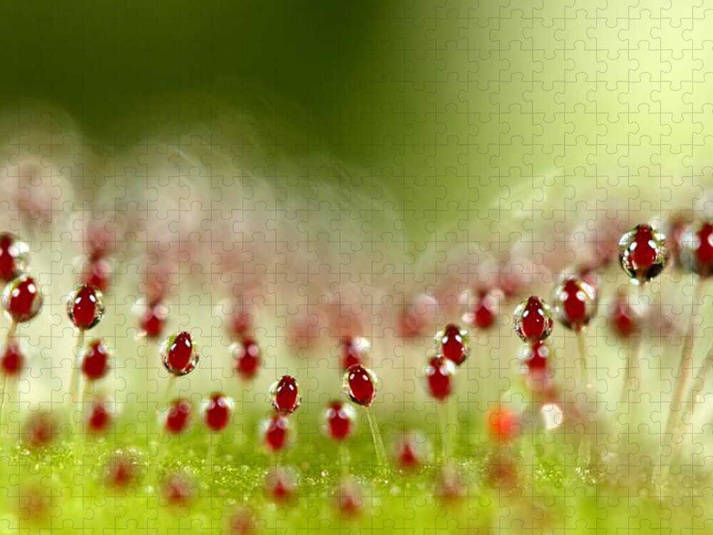 Sundew Jigsaw Puzzle featuring the photograph Sundew by Sharon Johnstone
