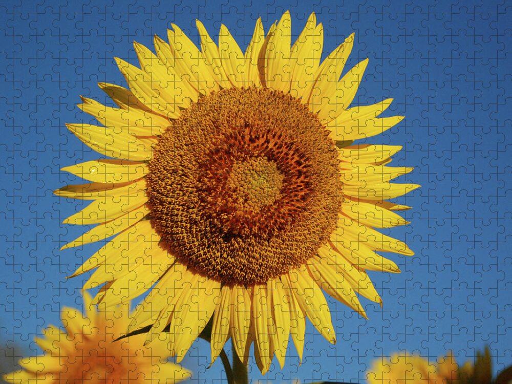 Sunflower Jigsaw Puzzle featuring the photograph Sunflower and Blue Sky by Nancy Landry