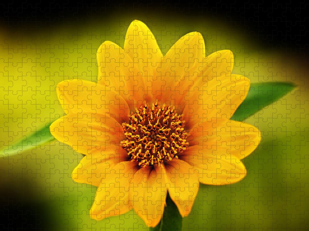 Sunflower Print Jigsaw Puzzle featuring the photograph Sunflower Baby Print by Gwen Gibson