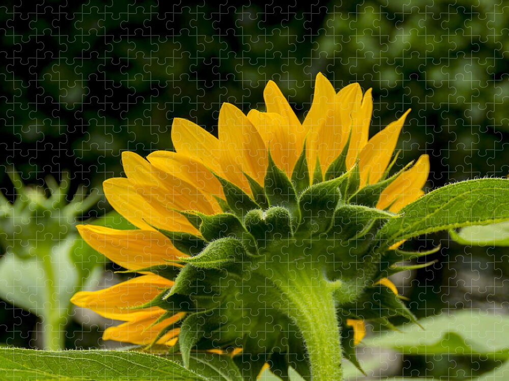 Flower Jigsaw Puzzle featuring the photograph Sunflower Back by Allen Nice-Webb