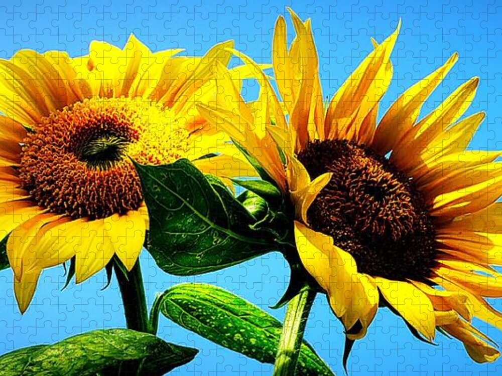 Floral Jigsaw Puzzle featuring the photograph Sunflower Duo by Alexis King-Glandon