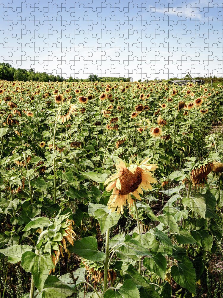 America Jigsaw Puzzle featuring the photograph Sunflower field by Alexey Stiop