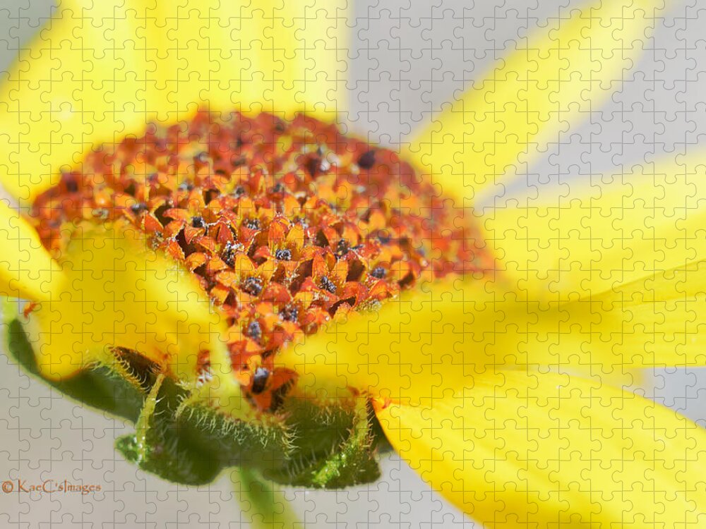 Sunflower Jigsaw Puzzle featuring the photograph Sunflower Flowers by Kae Cheatham