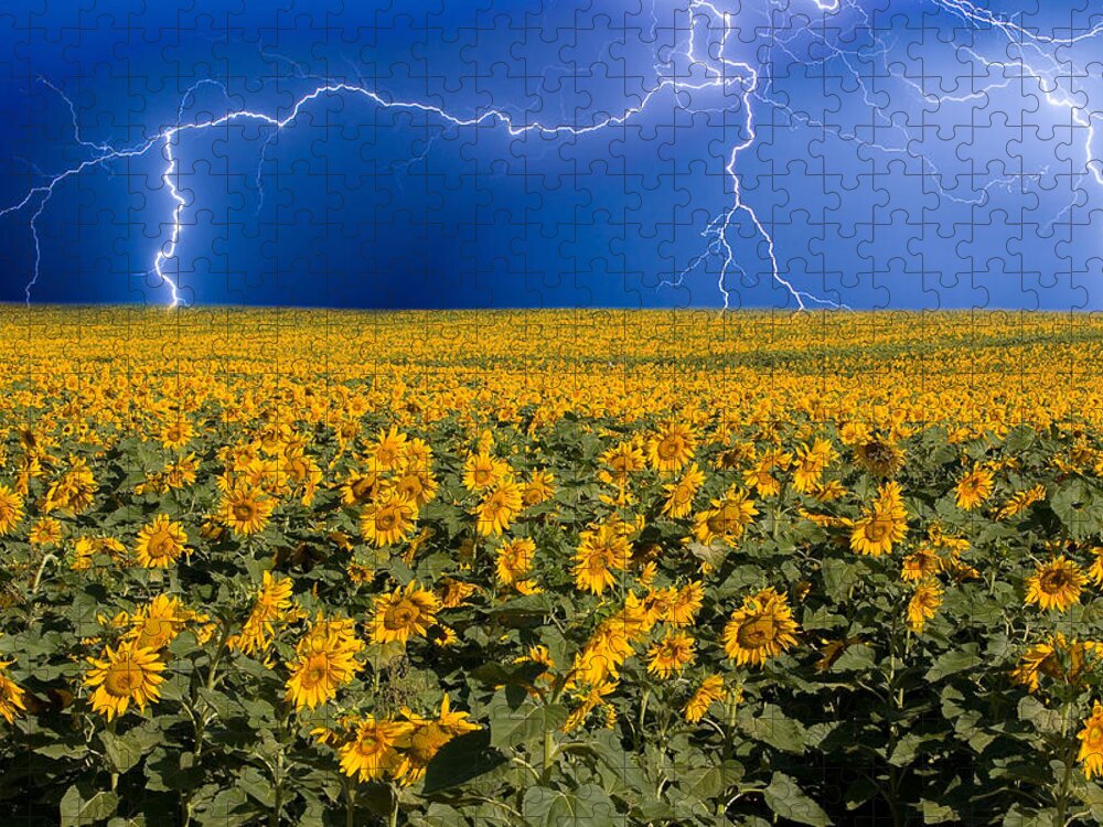 Sunflowers Jigsaw Puzzle featuring the photograph Sunflower Lightning Field by James BO Insogna