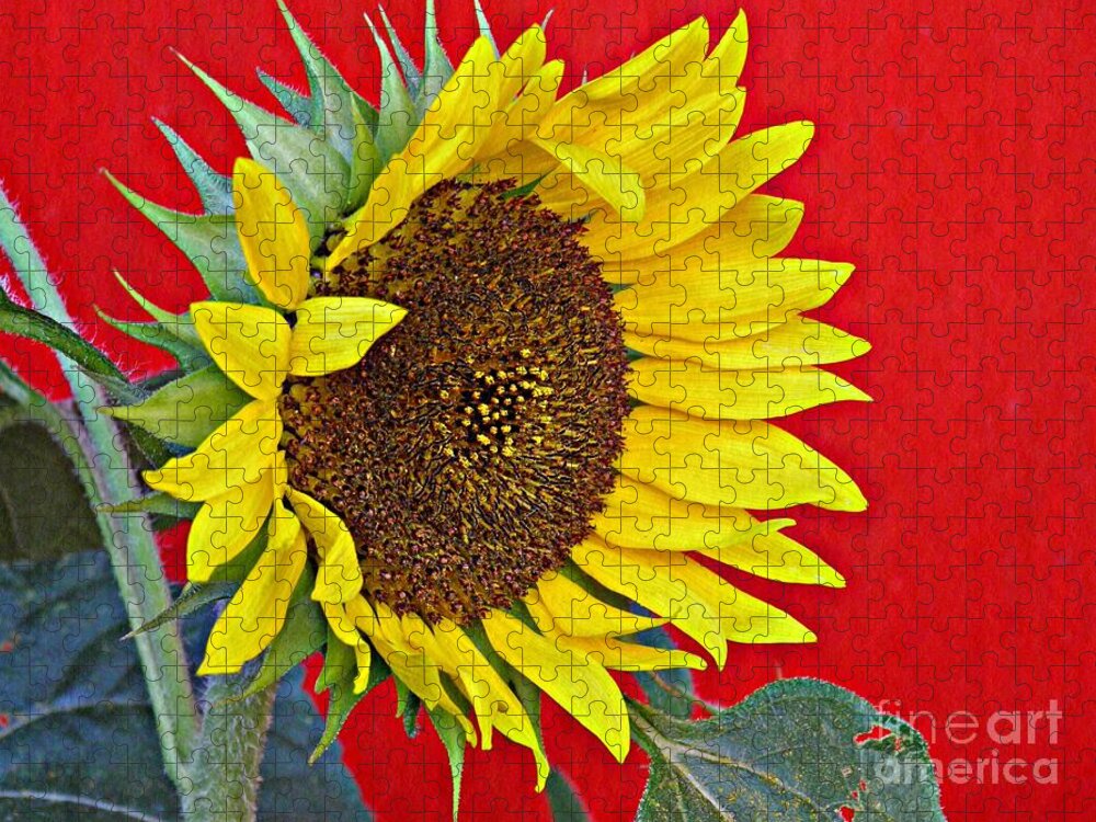 Sunflower Jigsaw Puzzle featuring the photograph Sunflower on Red by Sarah Loft