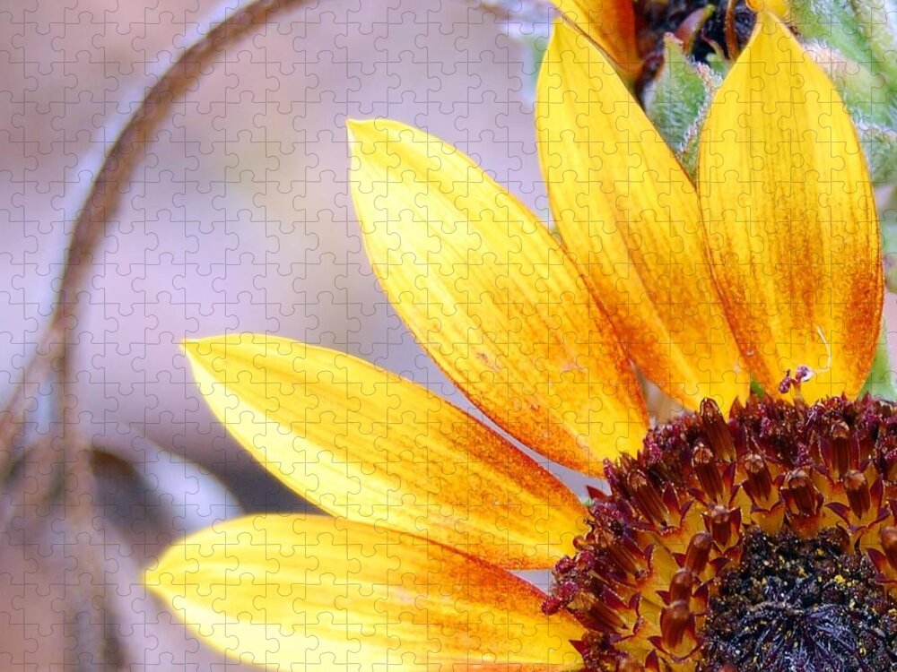 Sunflower Jigsaw Puzzle featuring the photograph Sunflower Perspective by Amy Fose