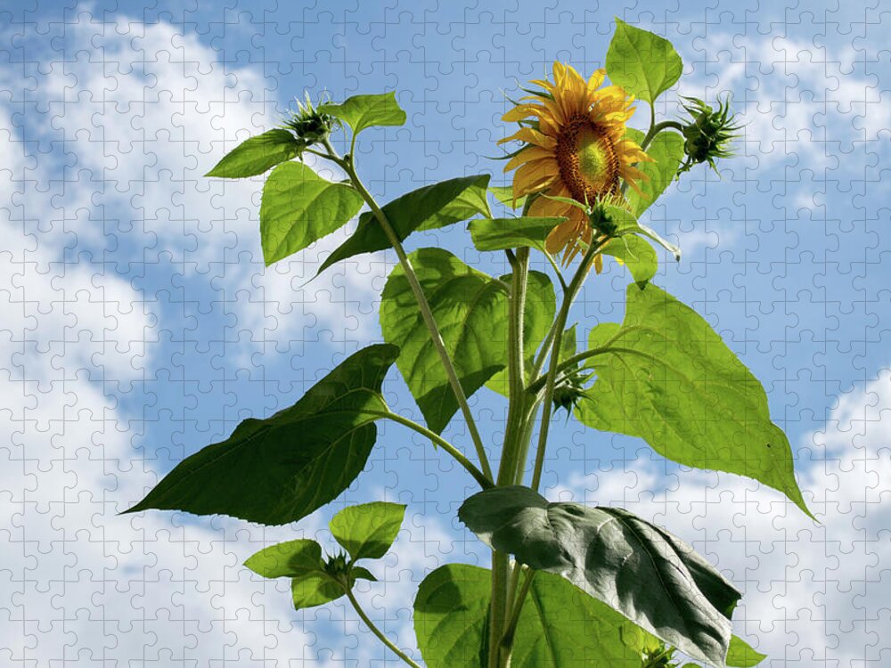 Sunflower Jigsaw Puzzle featuring the photograph Sunflower Sky by Lisa Blake