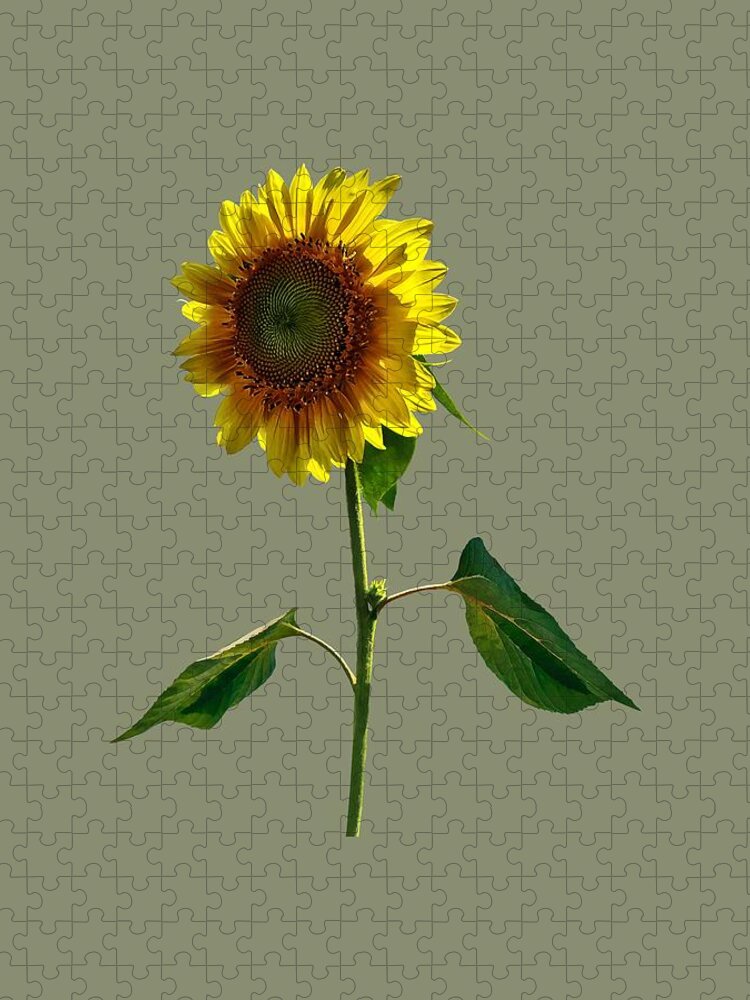 Sunflower Jigsaw Puzzle featuring the photograph Sunflower Standing Tall by Susan Savad