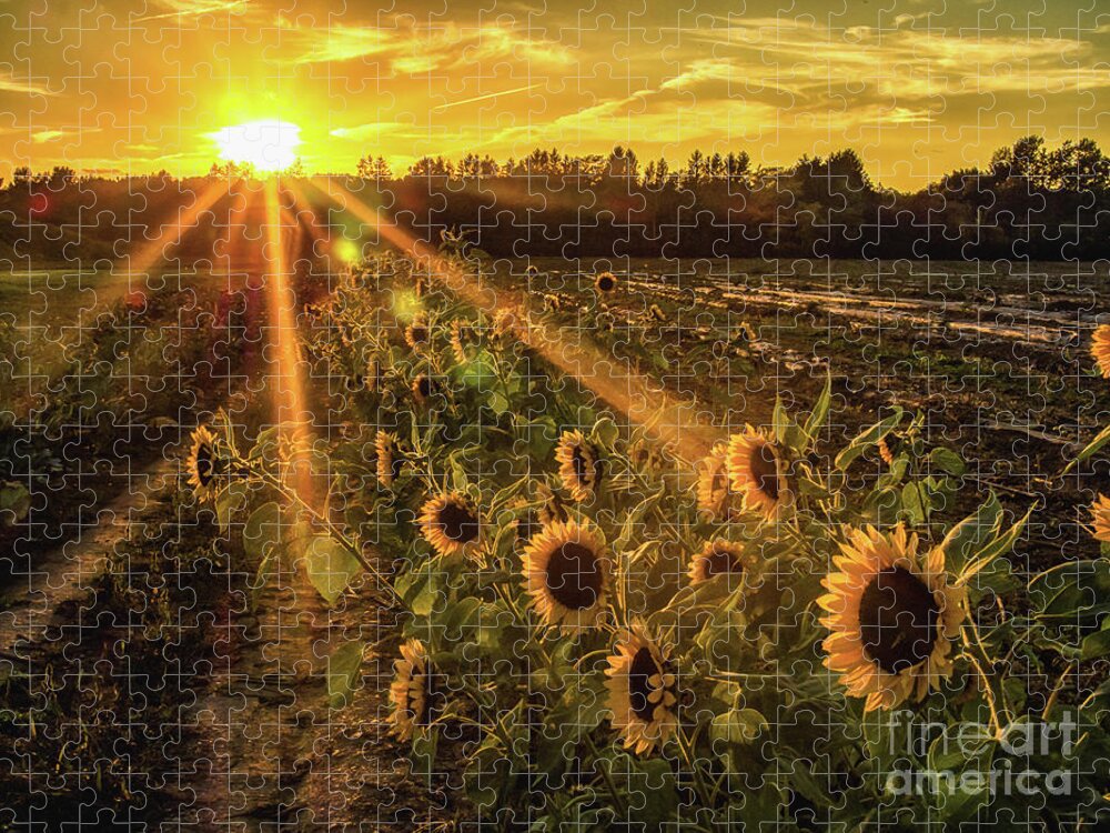 Sunflowers Jigsaw Puzzle featuring the photograph Sunflower Sunrays on Long Island, New York by Alissa Beth Photography