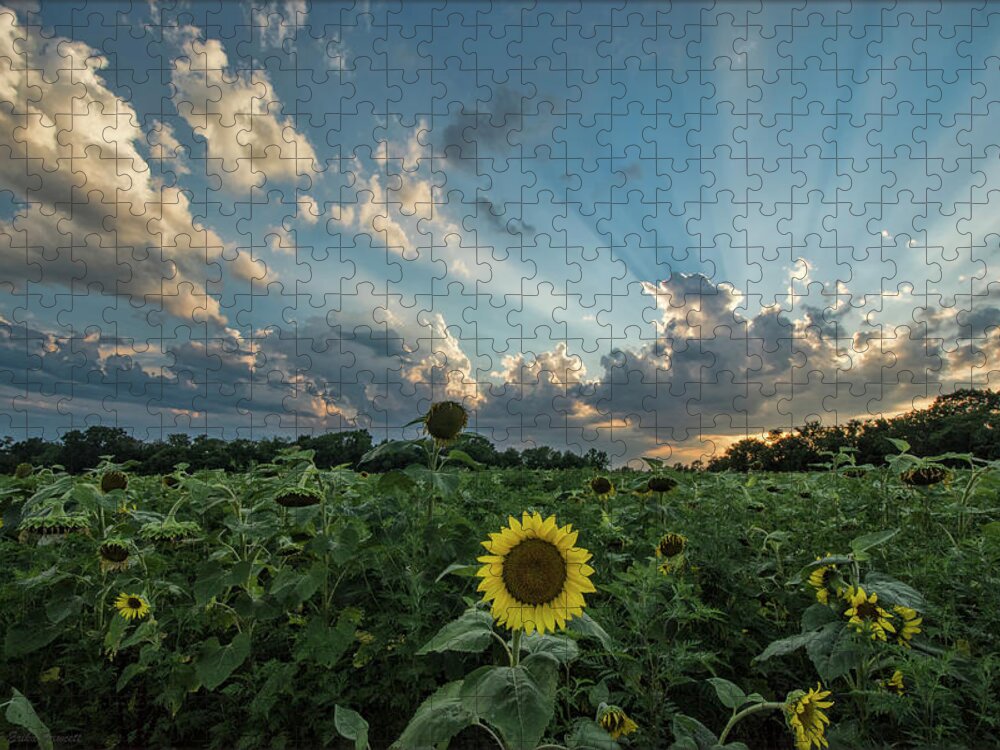 Sunset Jigsaw Puzzle featuring the photograph Sunflower Sunset by Erika Fawcett