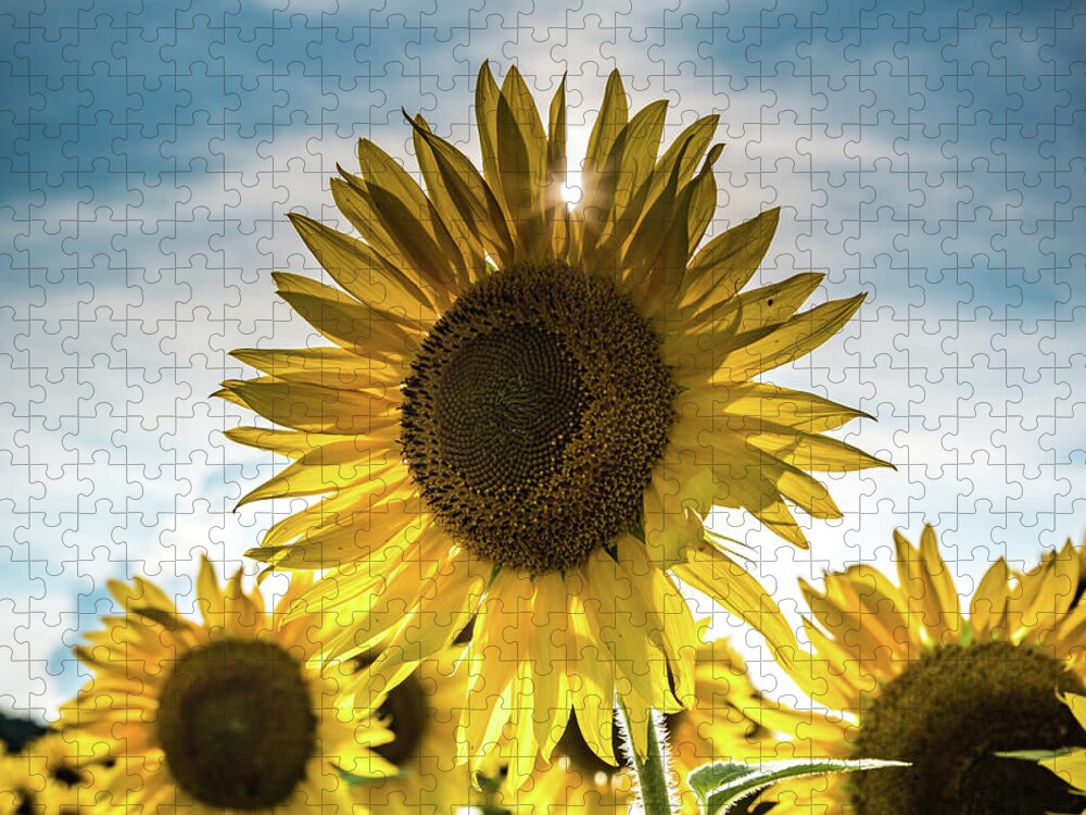Field Jigsaw Puzzle featuring the photograph Sunflower With Sun Peaking Through by Anthony Doudt