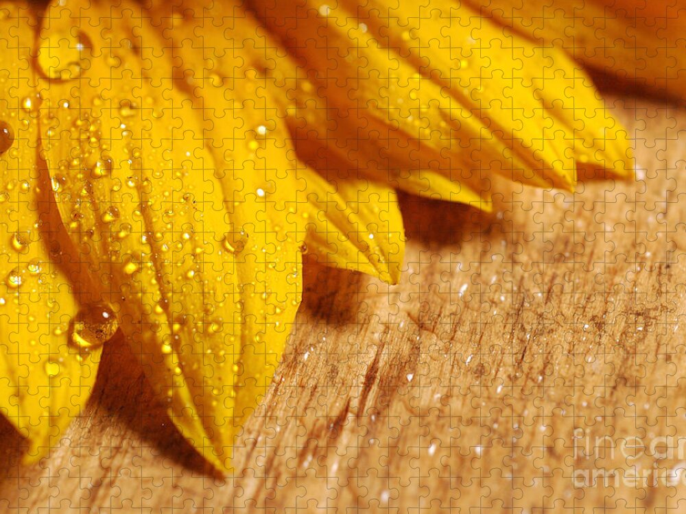 Sunflower Jigsaw Puzzle featuring the photograph Sunflower with water drops 2 by Micah May
