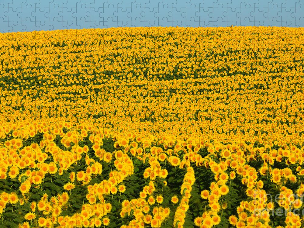 Helianthus Annuus Jigsaw Puzzle featuring the photograph Sunflowers Galore by Catherine Sherman