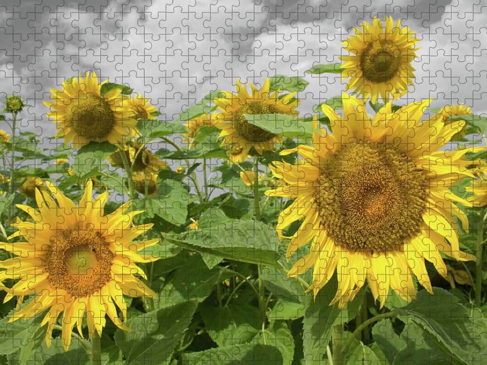 Sunflowers I Jigsaw Puzzle featuring the photograph Sunflowers I by Dylan Punke