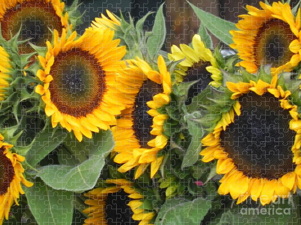 Photography Jigsaw Puzzle featuring the photograph Sunflowers two by Chrisann Ellis