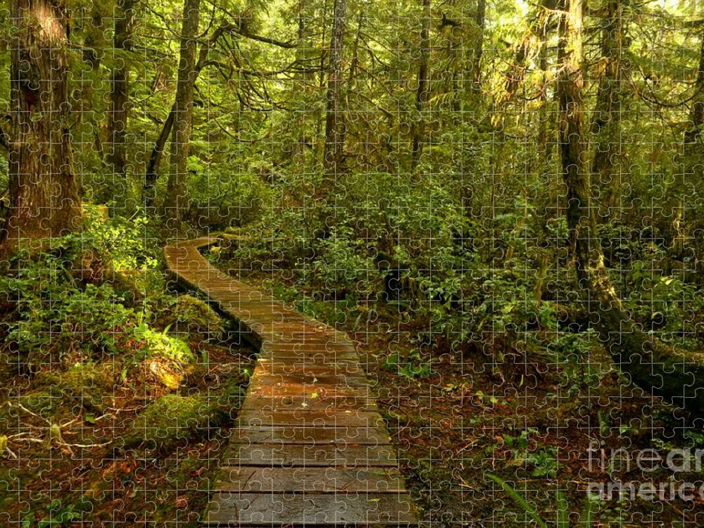 Willowbrae Jigsaw Puzzle featuring the photograph Sunlight In The Rainforest by Adam Jewell
