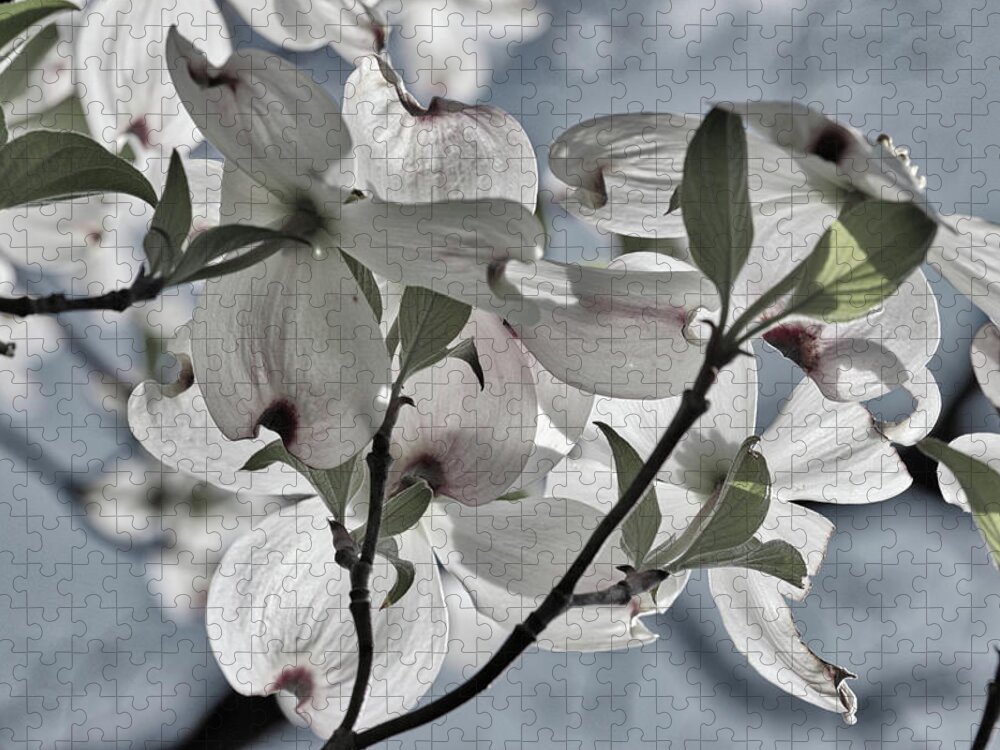 Tree Jigsaw Puzzle featuring the photograph Sunlit Dogwood by Harold Rau