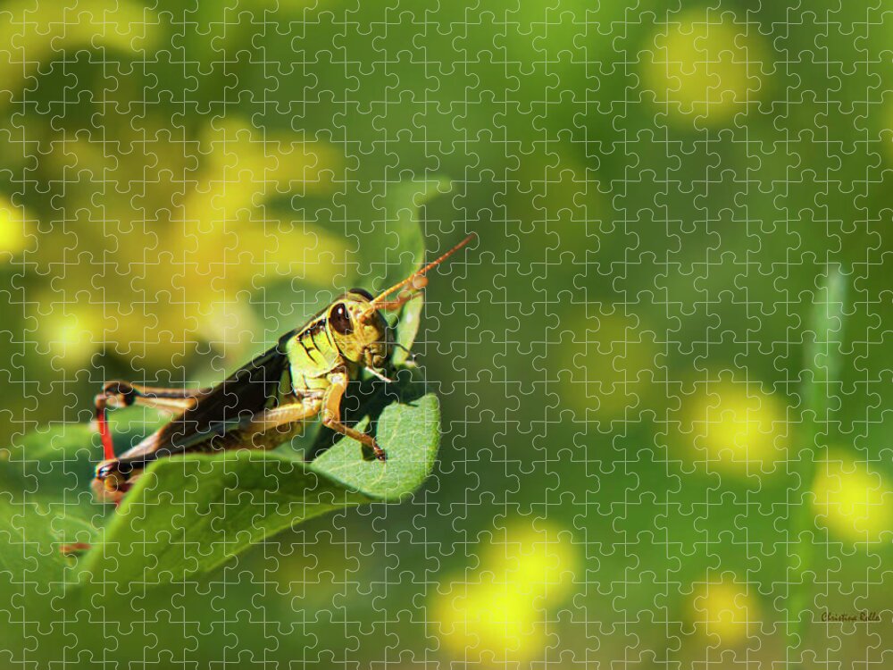 Grasshopper Jigsaw Puzzle featuring the photograph Green Grasshopper by Christina Rollo