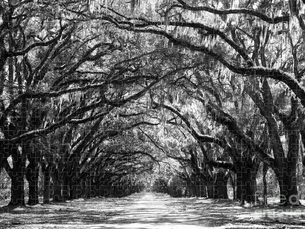 Live Oaks Jigsaw Puzzle featuring the photograph Sunny Southern Day - Black and White by Carol Groenen