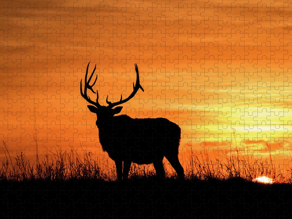 Jay Stockhaus Jigsaw Puzzle featuring the photograph Sunrise Elk by Jay Stockhaus
