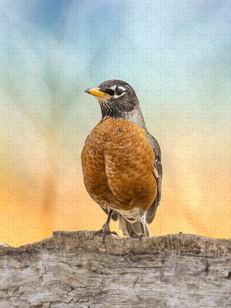 Bird Jigsaw Puzzle featuring the photograph Sunrise Robin by Bill and Linda Tiepelman
