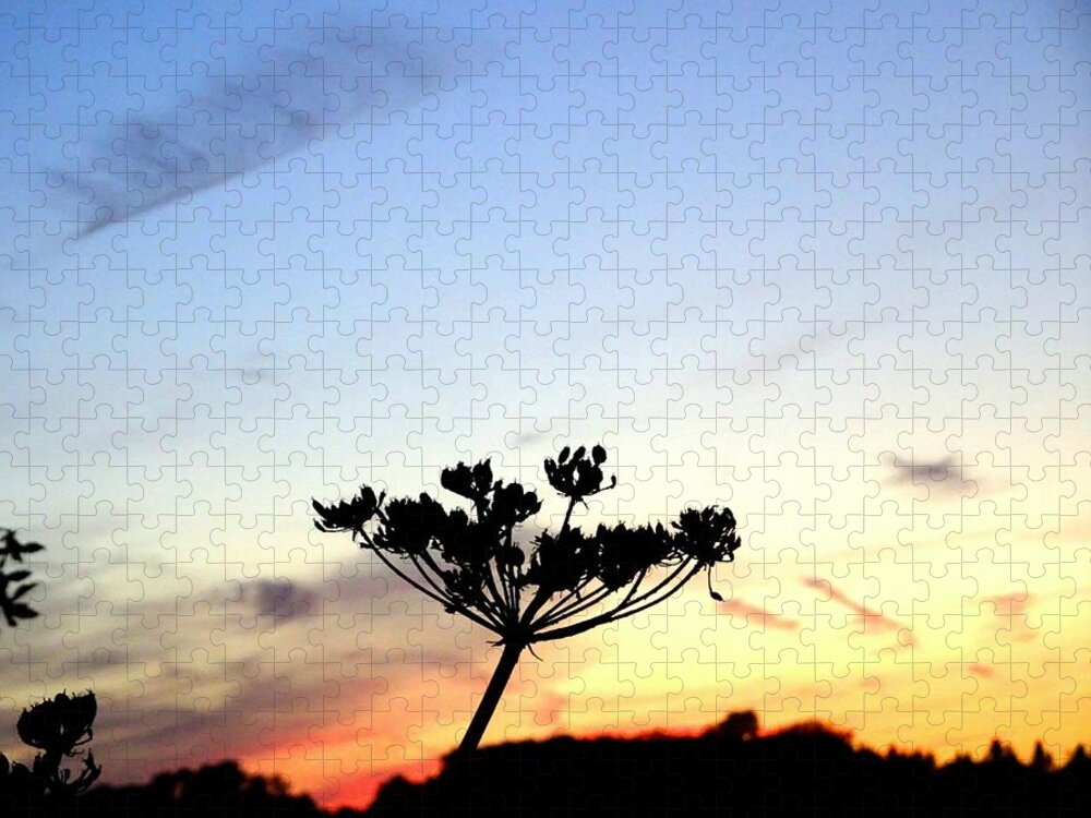 Sunset Jigsaw Puzzle featuring the photograph Sunset seedhead silhouette by Susan Baker