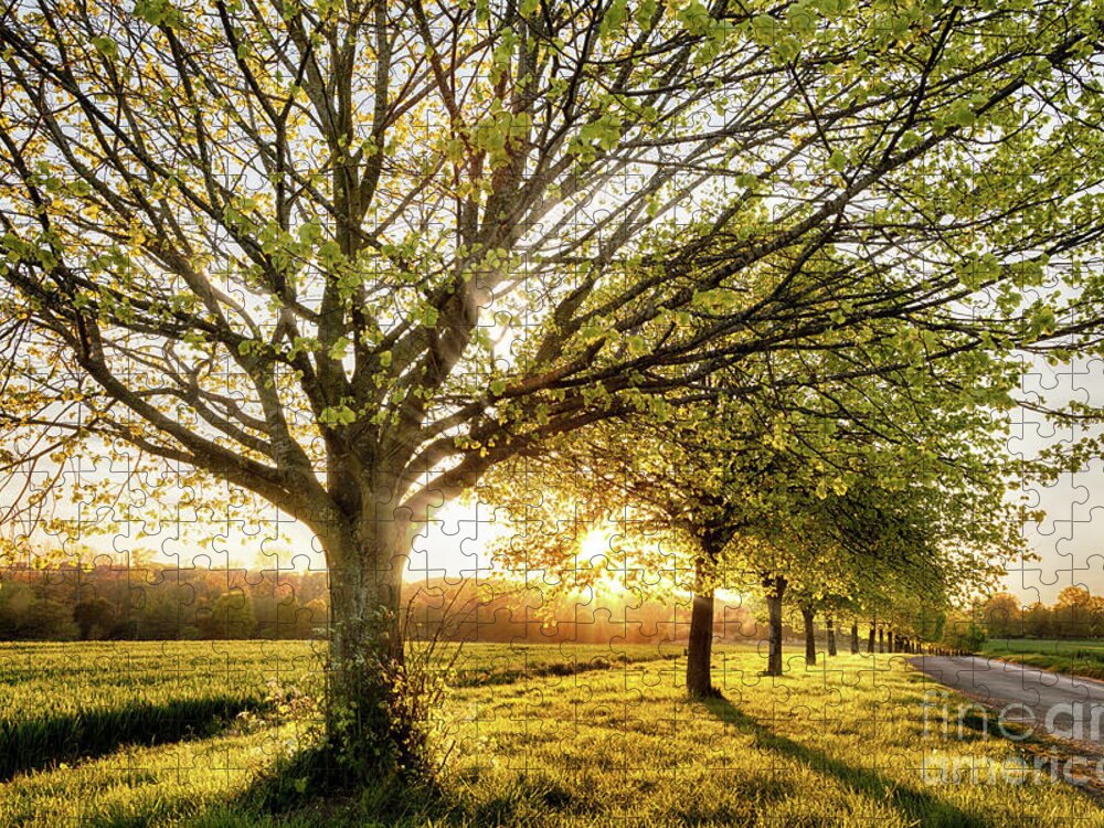Sunset Jigsaw Puzzle featuring the photograph Sunset through a line of rural trees by Simon Bratt