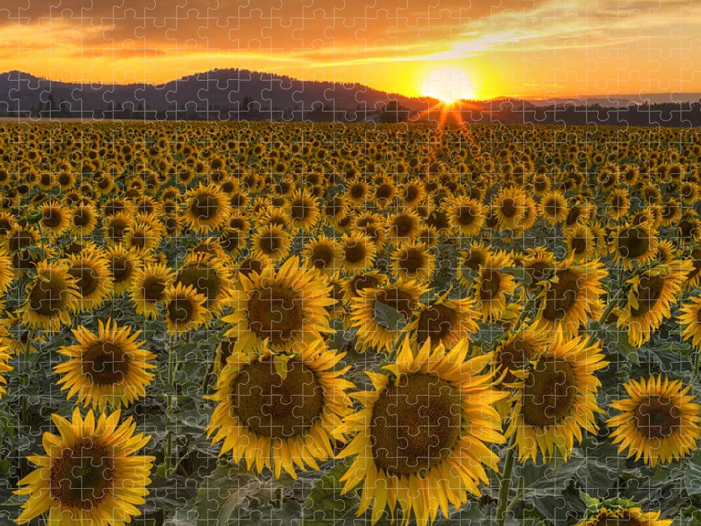 Sunflower Jigsaw Puzzle featuring the photograph Sunshine and Happiness by Mark Kiver